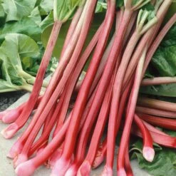 Rhubarb Seeds - Victoria