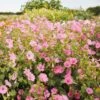 Rose Mallow Seeds - Loveliness