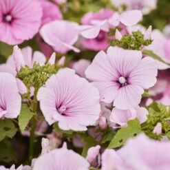 Rose Mallow Seeds - Pink Regis