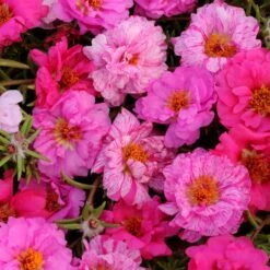 Moss Rose Seeds - Happy Hour Pink Passion Mix