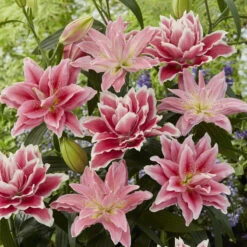Roselily Bulbs - Pink Mix