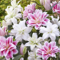 Roselily Bulbs - Pink & White Mix