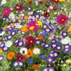 Royal Meadow Wildflower Seed Mix - Vibrant Multi-Color Garden Blend