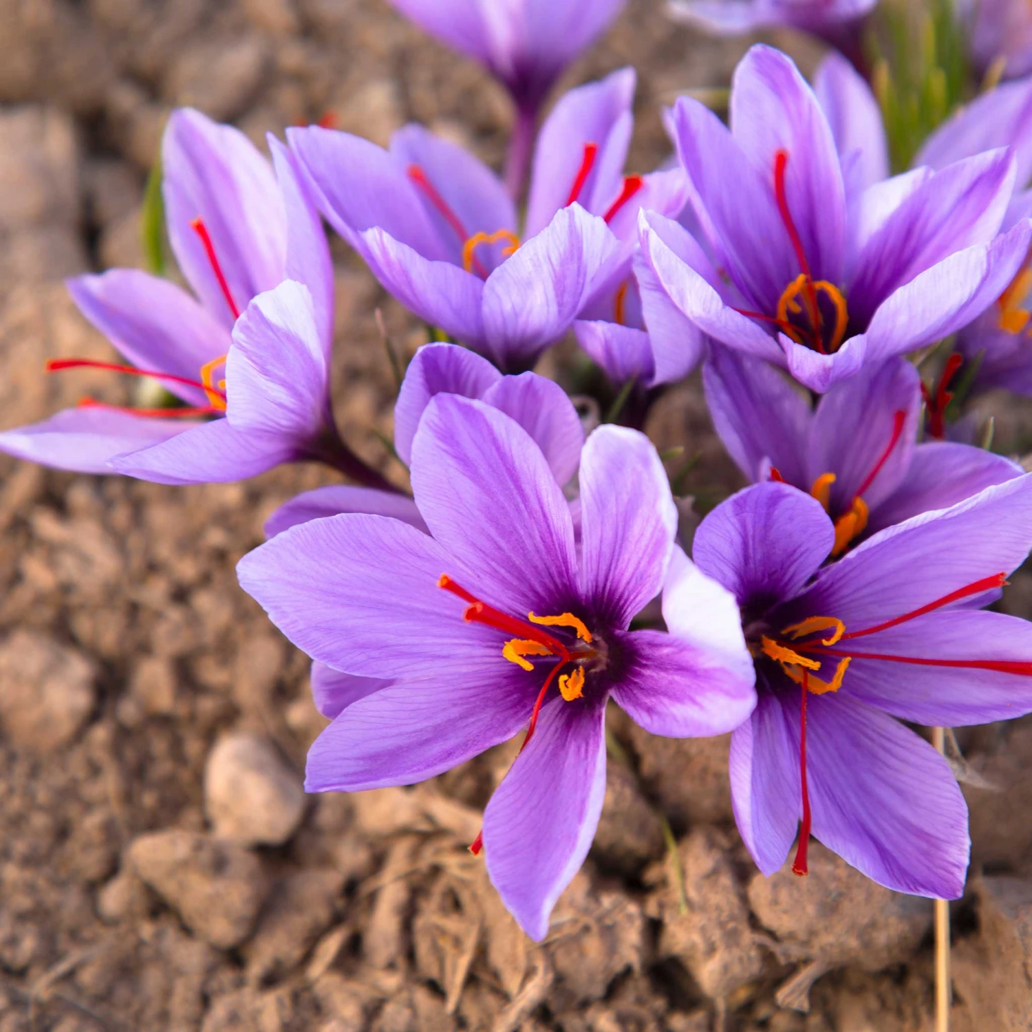 Saffron Crocus Bulbs - Grow Your Own Gourmet Spice (Crocus Sativus) 2 Saffron Crocus Bulbs - Grow Your Own Gourmet Spice (Crocus Sativus) - Image 2