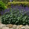 Big Blue Salvia Seeds - Vibrant Indigo Sage for Pollinator Gardens