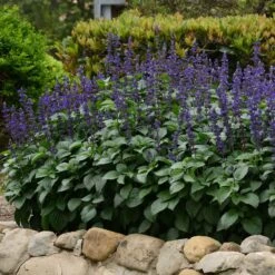 Big Blue Salvia Seeds - Vibrant Indigo Sage for Pollinator Gardens