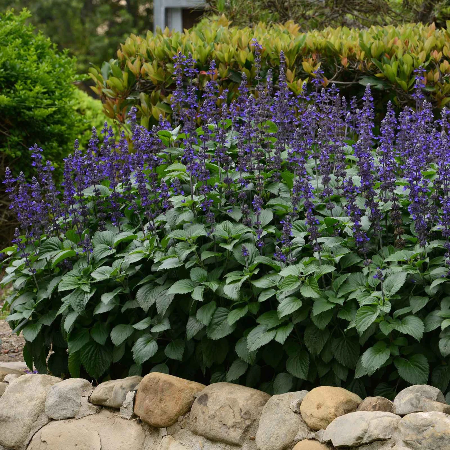 Big Blue Salvia Seeds - Vibrant Indigo Sage for Pollinator Gardens 1 Big Blue Salvia Seeds - Vibrant Indigo Sage for Pollinator Gardens