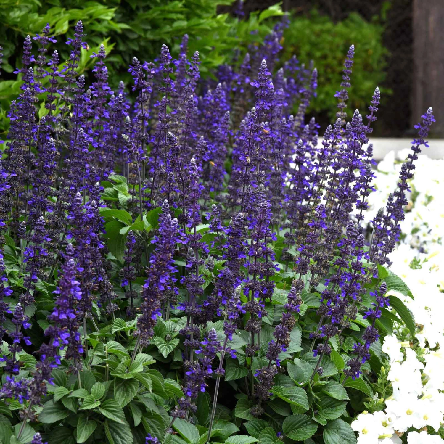 Big Blue Salvia Seeds - Vibrant Indigo Sage for Pollinator Gardens 2 Big Blue Salvia Seeds - Vibrant Indigo Sage for Pollinator Gardens - Image 2