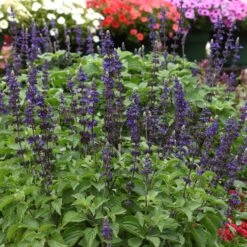 Big Blue Salvia Seeds - Vibrant Indigo Sage for Pollinator Gardens 7 Big Blue Salvia Seeds - Vibrant Indigo Sage for Pollinator Gardens -Eden Brothers Shop sage big blue bal 3