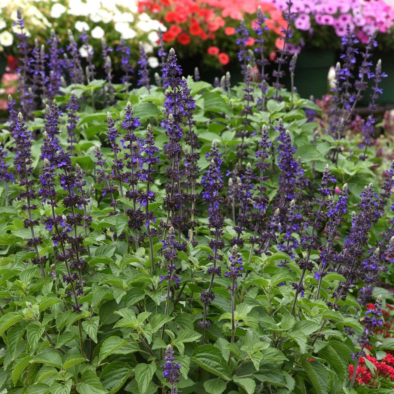 Big Blue Salvia Seeds - Vibrant Indigo Sage for Pollinator Gardens 3 Big Blue Salvia Seeds - Vibrant Indigo Sage for Pollinator Gardens - Image 3
