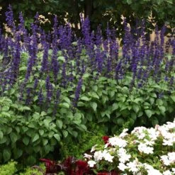 Big Blue Salvia Seeds - Vibrant Indigo Sage for Pollinator Gardens 8 Big Blue Salvia Seeds - Vibrant Indigo Sage for Pollinator Gardens -Eden Brothers Shop sage big blue bal 4 6b6ba37c 6f84 4ae0 b9c7 6f9829fb131d