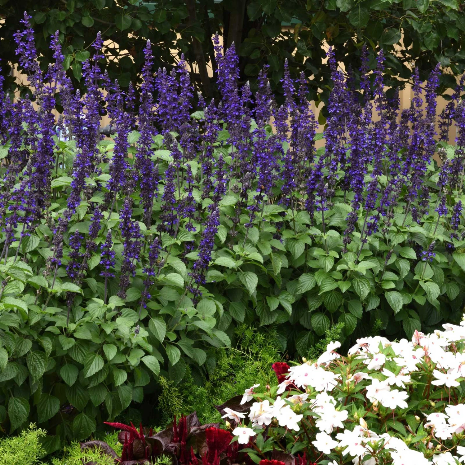 Big Blue Salvia Seeds - Vibrant Indigo Sage for Pollinator Gardens 4 Big Blue Salvia Seeds - Vibrant Indigo Sage for Pollinator Gardens - Image 4
