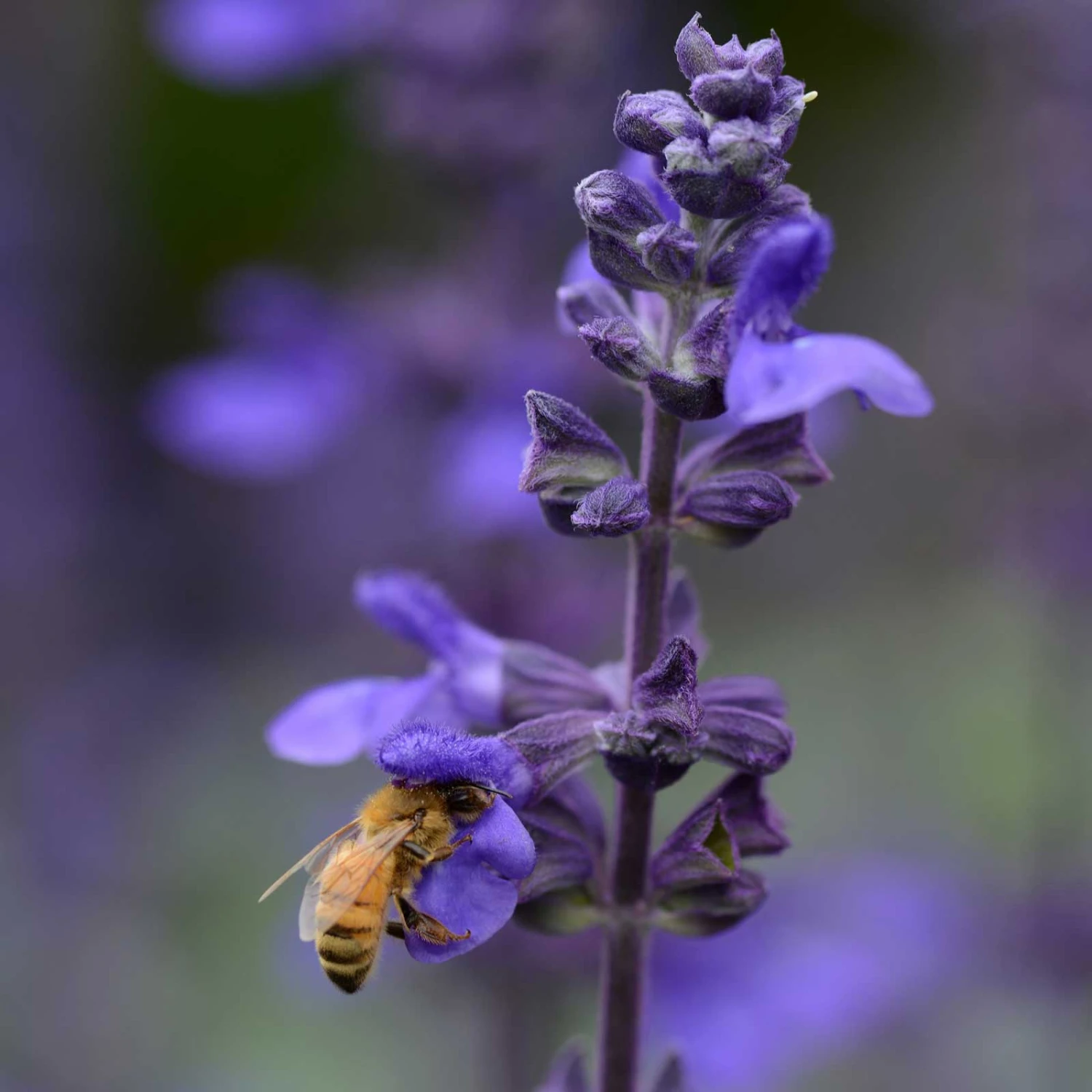 Big Blue Salvia Seeds - Vibrant Indigo Sage for Pollinator Gardens 5 Big Blue Salvia Seeds - Vibrant Indigo Sage for Pollinator Gardens - Image 5