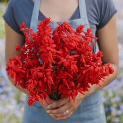 Blaze of Fire Sage Seeds - Vibrant Red Salvia for Gardens and Pots