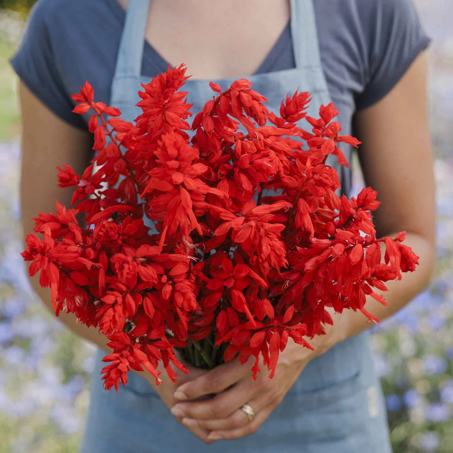 Blaze of Fire Sage Seeds - Vibrant Red Salvia for Gardens and Pots 1 Blaze of Fire Sage Seeds - Vibrant Red Salvia for Gardens and Pots