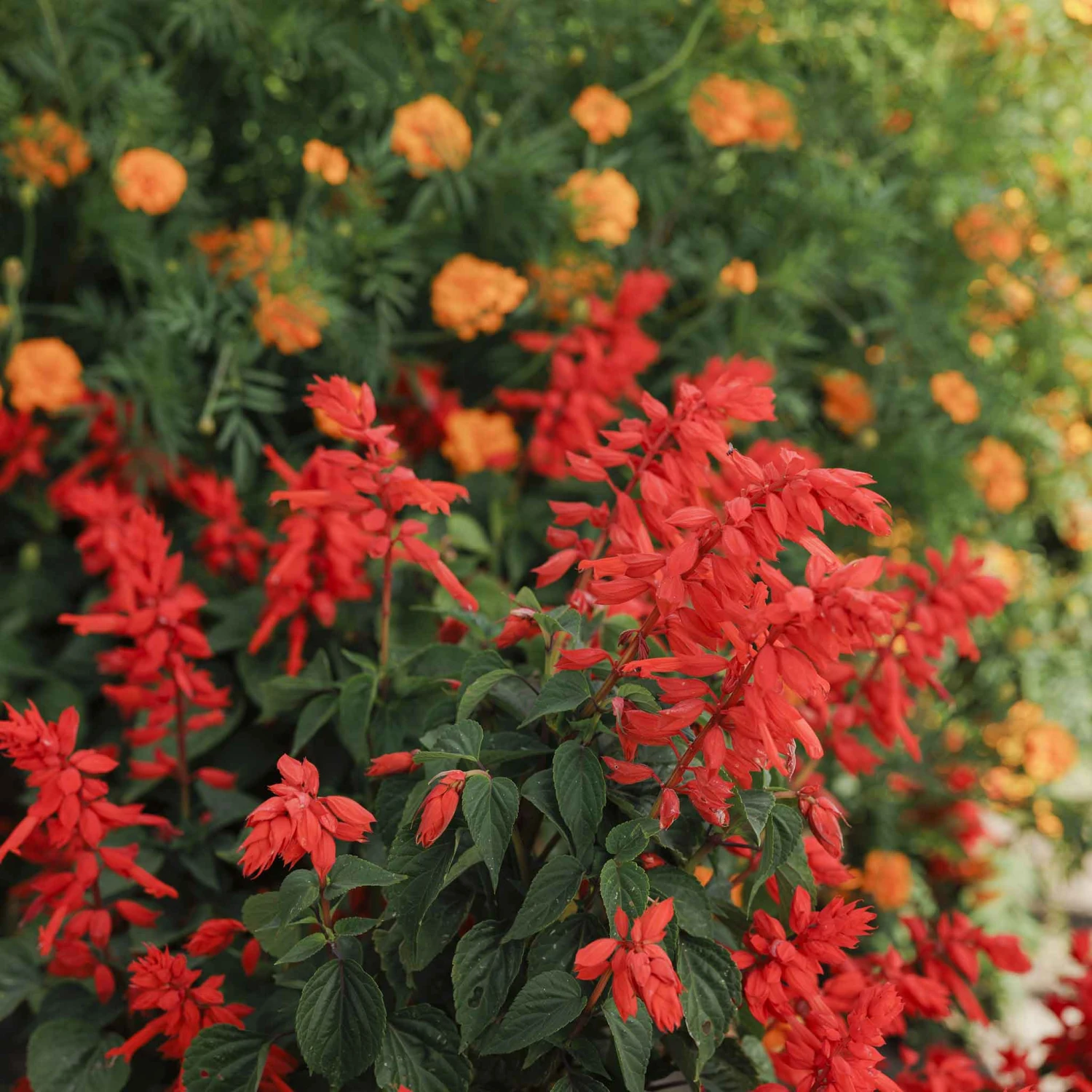 Blaze of Fire Sage Seeds - Vibrant Red Salvia for Gardens and Pots 2 Blaze of Fire Sage Seeds - Vibrant Red Salvia for Gardens and Pots - Image 2