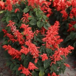 Blaze of Fire Sage Seeds - Vibrant Red Salvia for Gardens and Pots 7 Blaze of Fire Sage Seeds - Vibrant Red Salvia for Gardens and Pots -Eden Brothers Shop sage blaze of fire mac 3