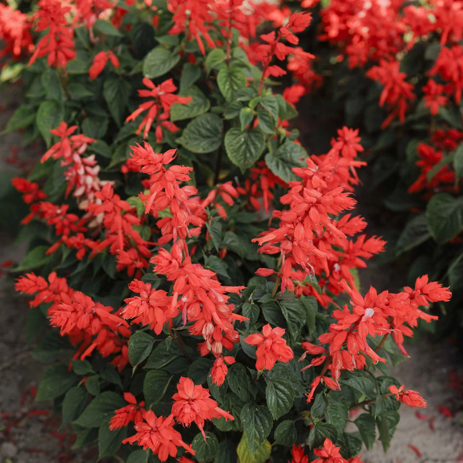 Blaze of Fire Sage Seeds - Vibrant Red Salvia for Gardens and Pots 3 Blaze of Fire Sage Seeds - Vibrant Red Salvia for Gardens and Pots - Image 3