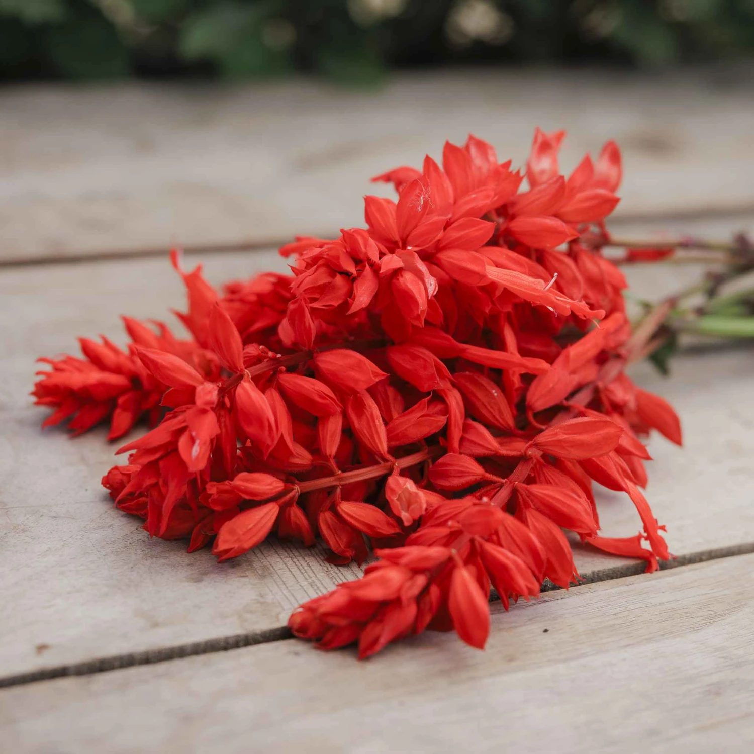 Blaze of Fire Sage Seeds - Vibrant Red Salvia for Gardens and Pots 4 Blaze of Fire Sage Seeds - Vibrant Red Salvia for Gardens and Pots - Image 4