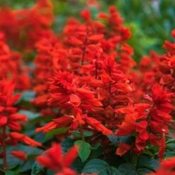 Blaze of Fire Sage Seeds - Vibrant Red Salvia for Gardens and Pots 9 Blaze of Fire Sage Seeds - Vibrant Red Salvia for Gardens and Pots -Eden Brothers Shop sage blaze of fire shk 1
