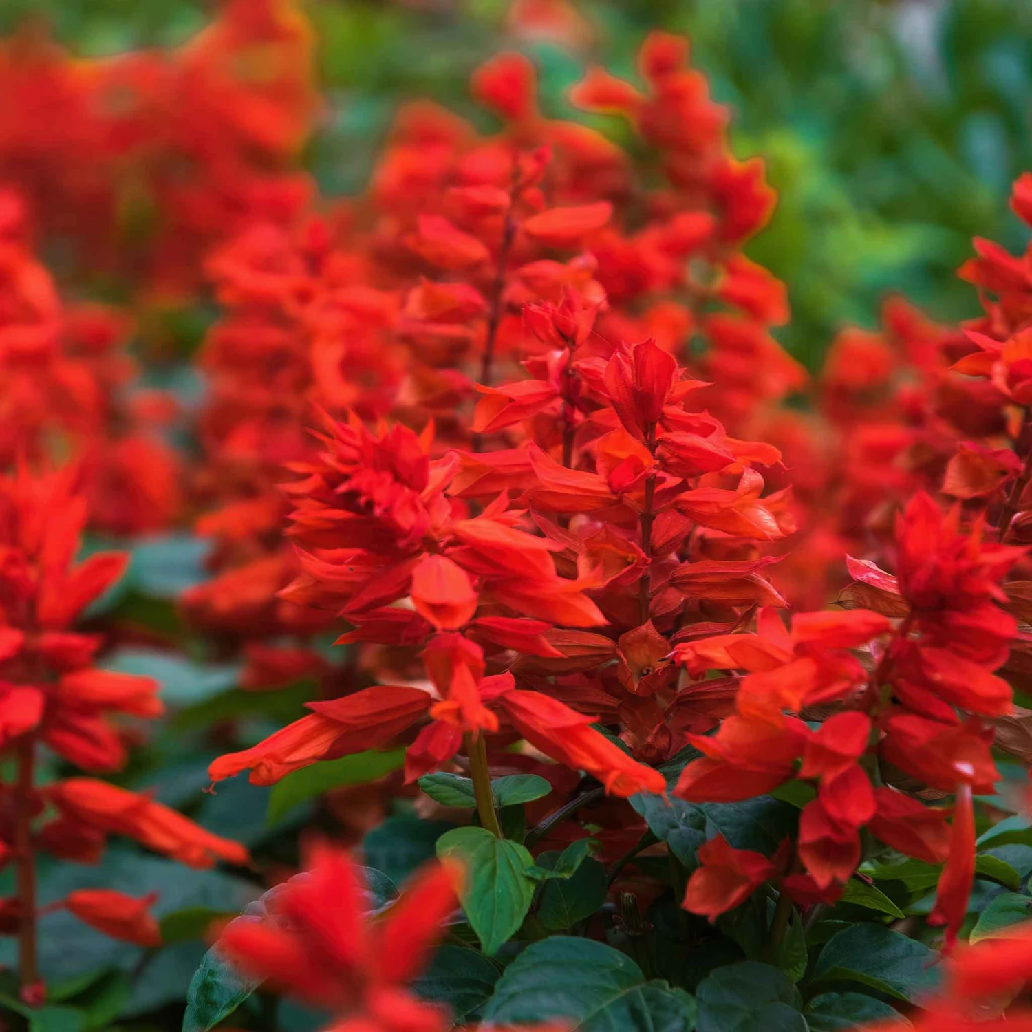 Blaze of Fire Sage Seeds - Vibrant Red Salvia for Gardens and Pots 5 Blaze of Fire Sage Seeds - Vibrant Red Salvia for Gardens and Pots - Image 5
