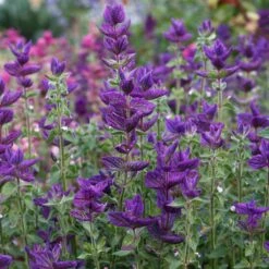 Blue Monday Clary Sage Seeds - Vibrant Violet Blue Ornamental Salvia