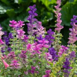 Tricolor Clary Sage Seeds - Vibrant Painted Sage Mix for Sun-Drenched Gardens