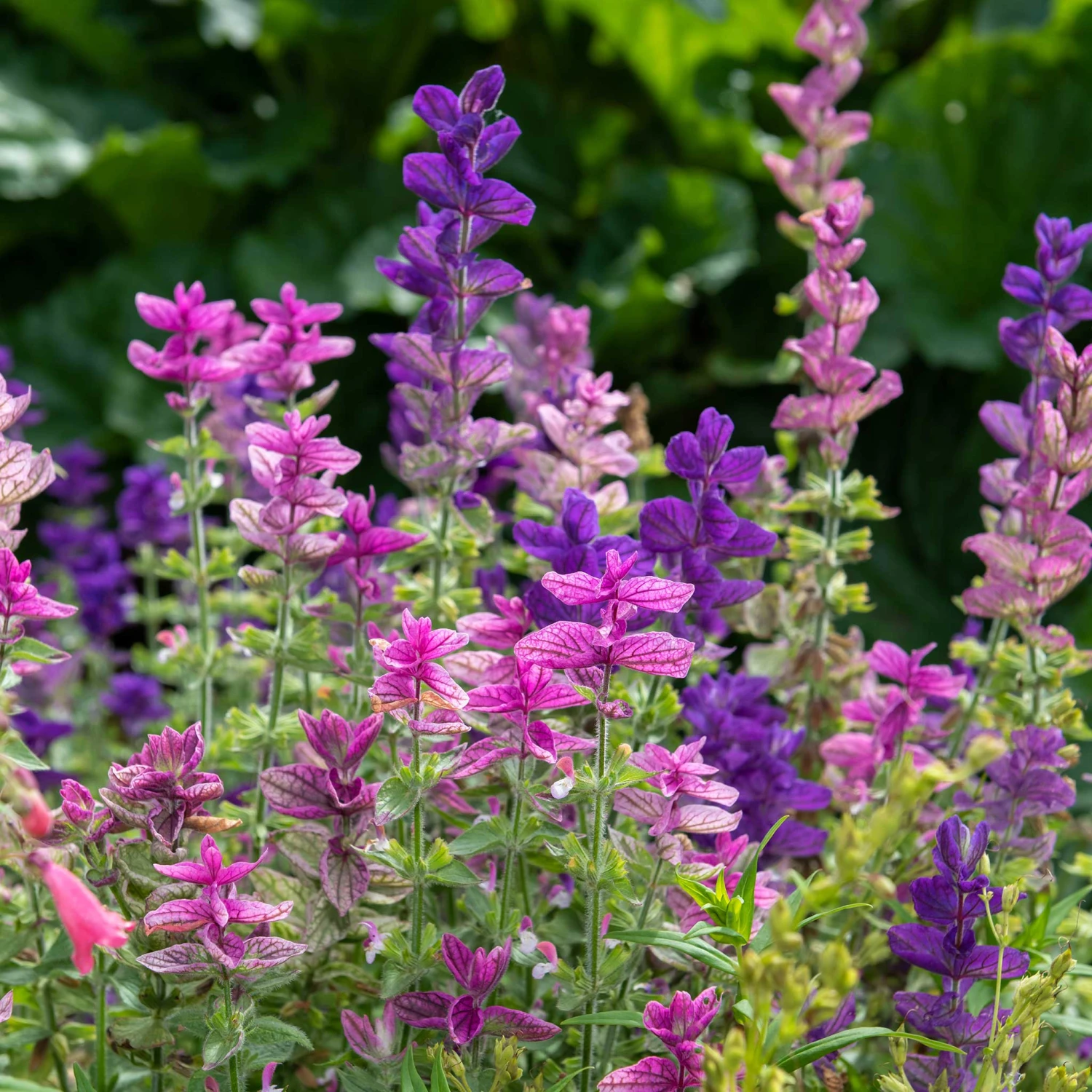 Tricolor Clary Sage Seeds - Vibrant Painted Sage Mix for Sun-Drenched Gardens 1 Tricolor Clary Sage Seeds - Vibrant Painted Sage Mix for Sun-Drenched Gardens