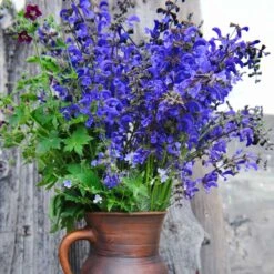 Sage Seeds - Meadow Sage -Eden Brothers Shop sage meadow sage shk 5