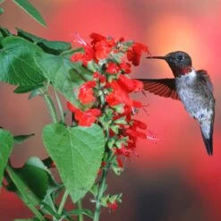 Scarlet Sage Seeds -Eden Brothers Shop sage scarlet shk 3