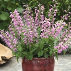 Summer Jewel Lavender Sage Seeds - Long-Blooming Salvia Flower Seeds