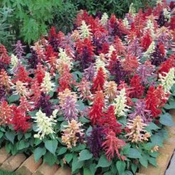 Vibrant Vista Mix Salvia Seeds - Heat-Tolerant Multi-Color Sage Flowers