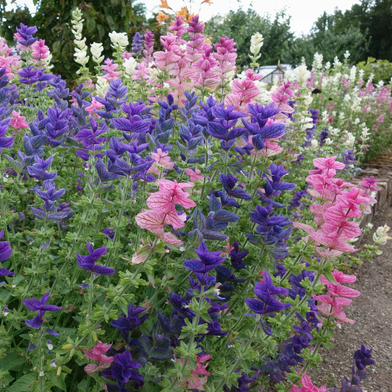 Clary Sage Seeds - White Swan 2 Clary Sage Seeds - White Swan - Image 2