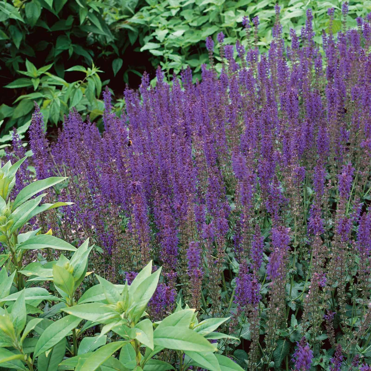 May Night Salvia Sage Roots - Deep Purple Pollinator Favorite 1 May Night Salvia Sage Roots - Deep Purple Pollinator Favorite
