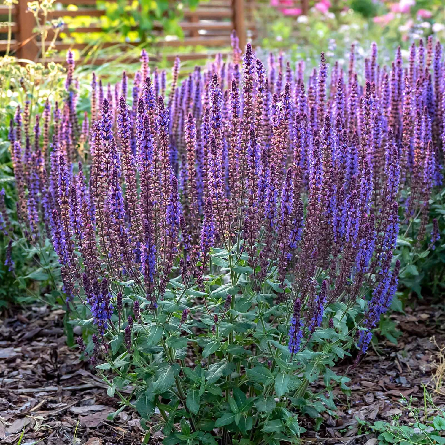 May Night Salvia Sage Roots - Deep Purple Pollinator Favorite 2 May Night Salvia Sage Roots - Deep Purple Pollinator Favorite - Image 2