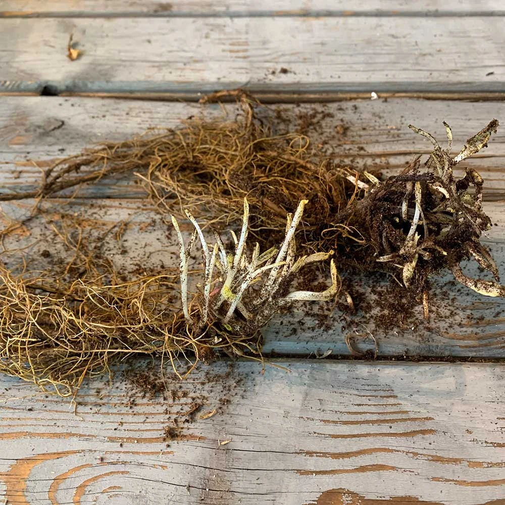 May Night Salvia Sage Roots - Deep Purple Pollinator Favorite 4 May Night Salvia Sage Roots - Deep Purple Pollinator Favorite - Image 4