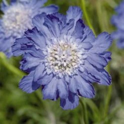 Fama Deep Blue Scabiosa Flower Seeds - Large Fragrant Perennial Blooms