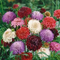 Scabiosa Seeds - Tall Double Mix -Eden Brothers Shop scabiosa tall double mix noa 3