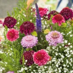 Scabiosa Seeds - Tall Double Mix -Eden Brothers Shop scabiosa tall double mix noa 4