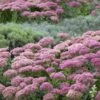 Autumn Joy Sedum Roots - Vibrant Fall-Blooming Pollinator Perennial