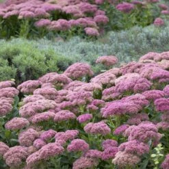 Autumn Joy Sedum Roots - Vibrant Fall-Blooming Pollinator Perennial