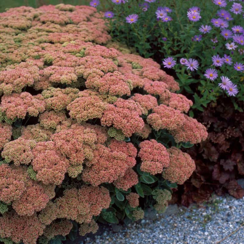 Autumn Joy Sedum Roots - Vibrant Fall-Blooming Pollinator Perennial 2 Autumn Joy Sedum Roots - Vibrant Fall-Blooming Pollinator Perennial - Image 2