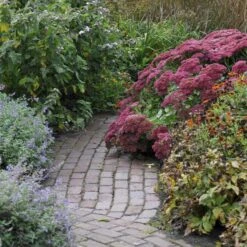 Autumn Joy Sedum Roots - Vibrant Fall-Blooming Pollinator Perennial 6 Autumn Joy Sedum Roots - Vibrant Fall-Blooming Pollinator Perennial -Eden Brothers Shop sedum autumn joy vis 3