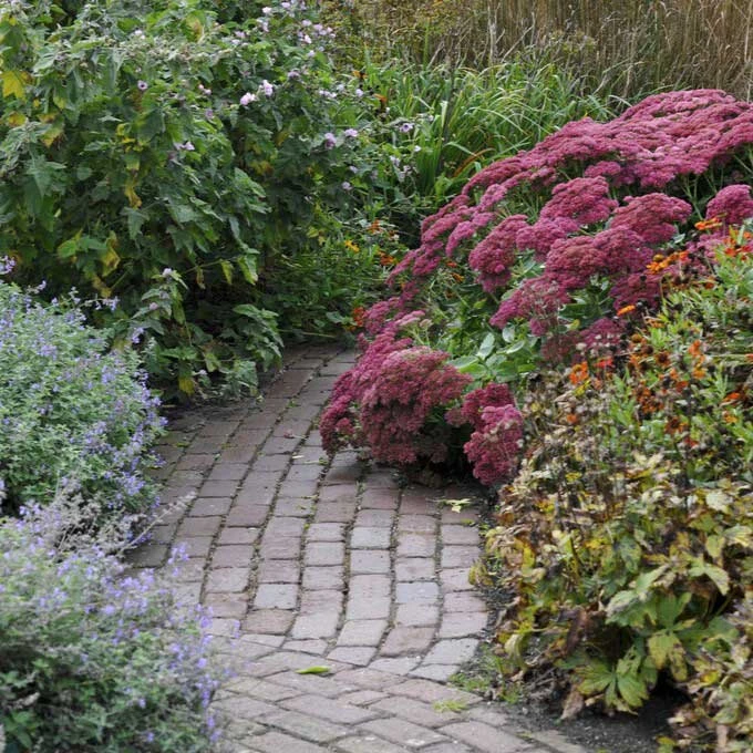 Autumn Joy Sedum Roots - Vibrant Fall-Blooming Pollinator Perennial 3 Autumn Joy Sedum Roots - Vibrant Fall-Blooming Pollinator Perennial - Image 3