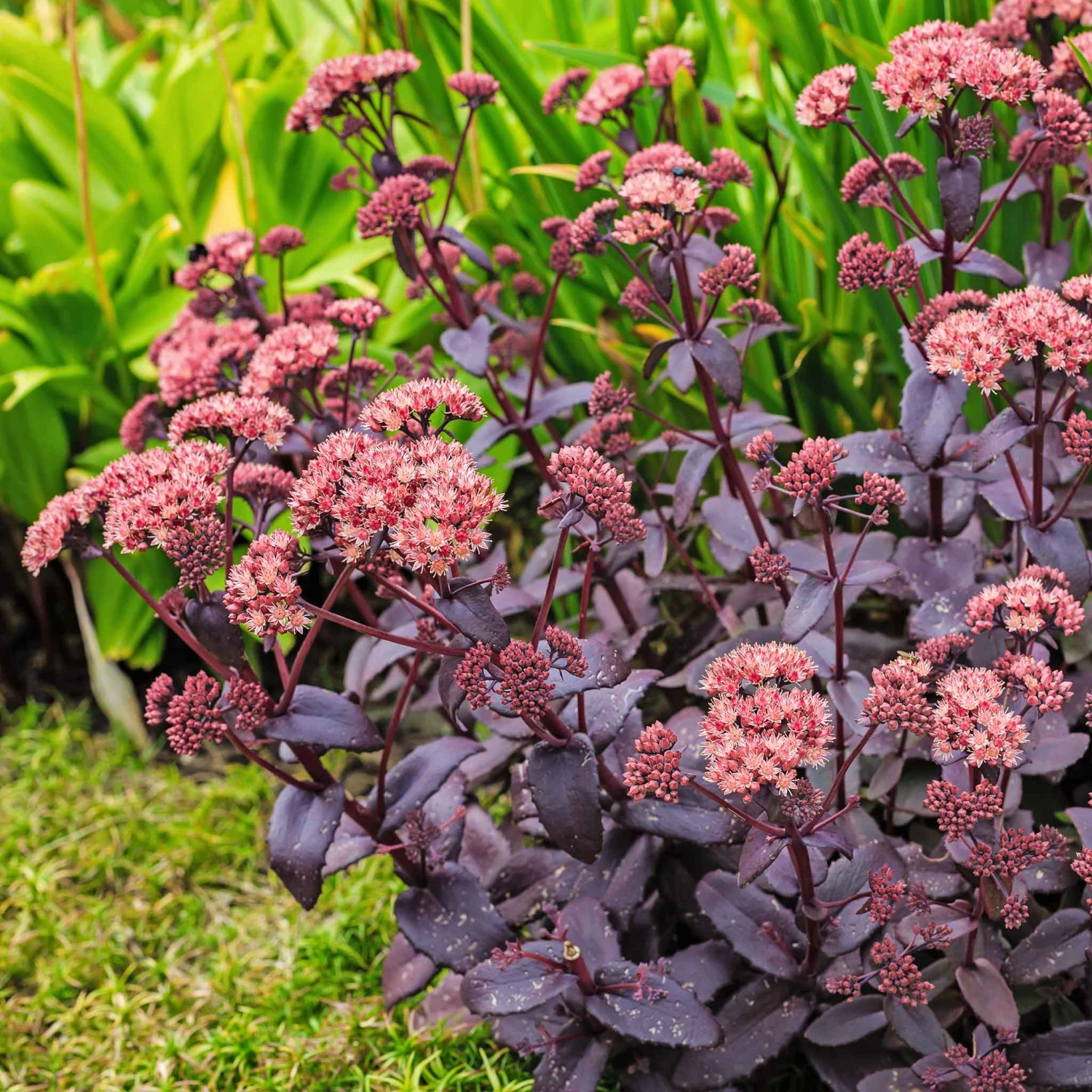 Chocolate Cherry Sedum Roots - Dramatic Dark Foliage Perennial Plants 2 Chocolate Cherry Sedum Roots - Dramatic Dark Foliage Perennial Plants - Image 2