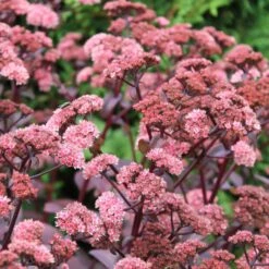 Chocolate Cherry Sedum Roots - Dramatic Dark Foliage Perennial Plants 6 Chocolate Cherry Sedum Roots - Dramatic Dark Foliage Perennial Plants -Eden Brothers Shop sedum chocolate cherry shk 3