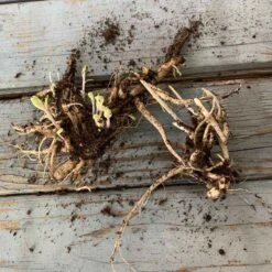 Chocolate Cherry Sedum Roots - Dramatic Dark Foliage Perennial Plants 7 Chocolate Cherry Sedum Roots - Dramatic Dark Foliage Perennial Plants -Eden Brothers Shop sedum roots eb 1