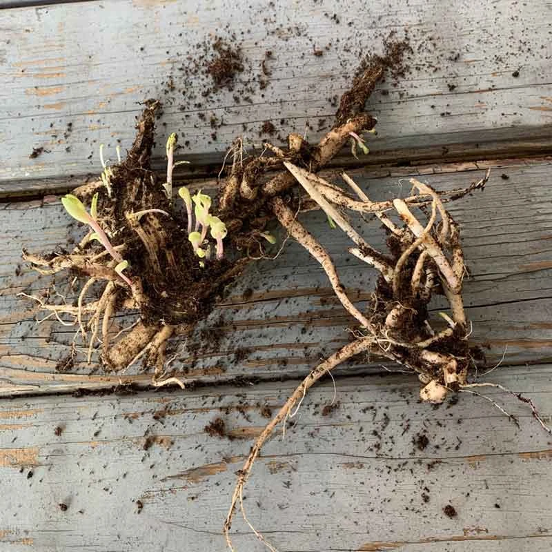 Chocolate Cherry Sedum Roots - Dramatic Dark Foliage Perennial Plants 4 Chocolate Cherry Sedum Roots - Dramatic Dark Foliage Perennial Plants - Image 4