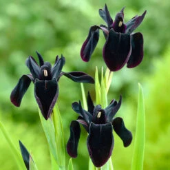 Siberian Iris Roots - Black Flowered