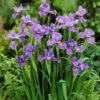 Purple Siberian Iris Roots - Low-Maintenance Blue Moon Perennial Bulbs